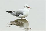 Gray-hooded Gullborder=